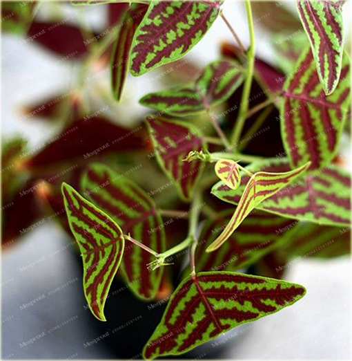 Trawa nietoperza zielona paskowana niezwykle efektowne liście