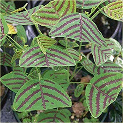 Trawa nietoperza zielona paskowana niezwykle efektowne liście