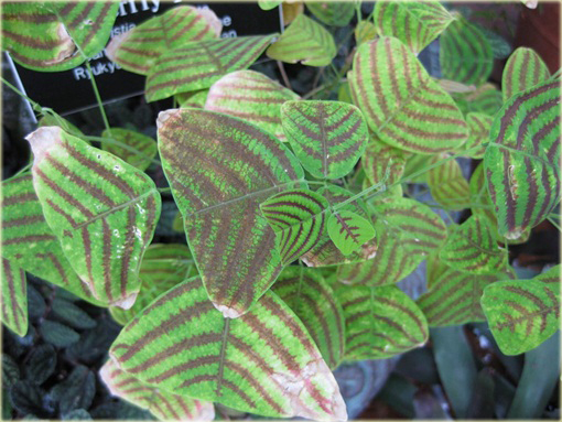 Trawa nietoperza zielona paskowana niezwykle efektowne liście