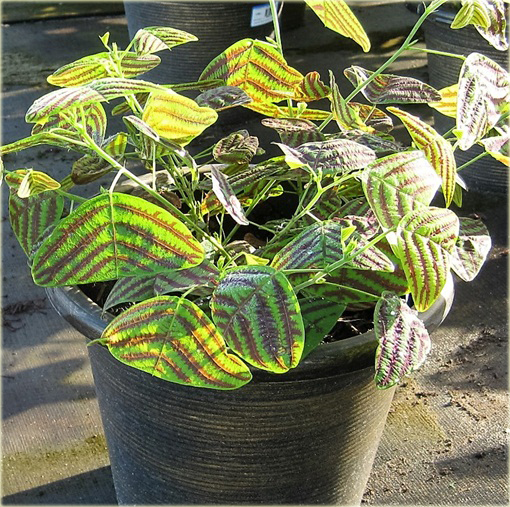 Trawa nietoperza zielona paskowana niezwykle efektowne liście