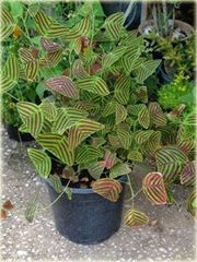 Trawa nietoperza zielona paskowana niezwykle efektowne liście
