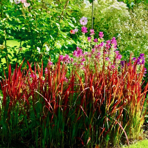 Trawa Red Baron, Imperata cylindrica Red Baron