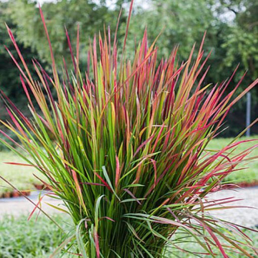 Trawa Red Baron, Imperata cylindrica Red Baron