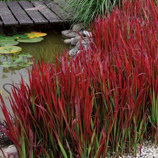 Trawa Red Baron, Imperata cylindrica Red Baron