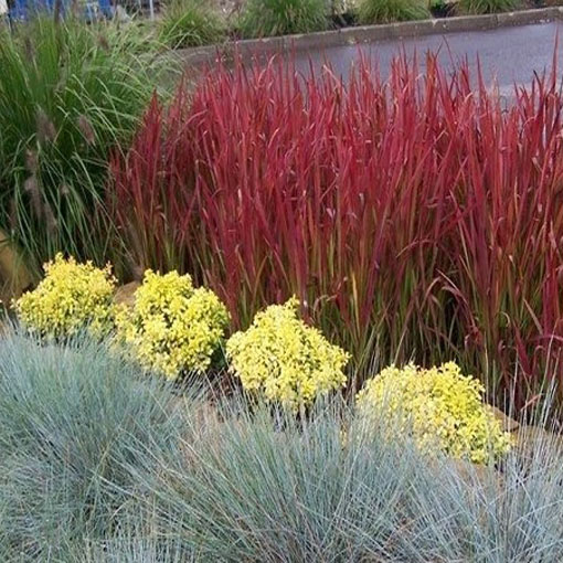 Trawa Red Baron, Imperata cylindrica Red Baron