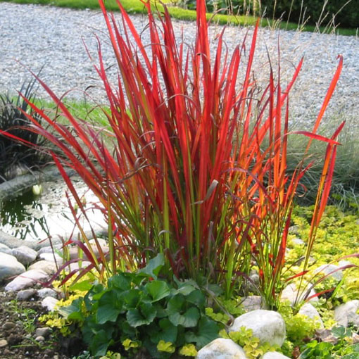Trawa Red Baron, Imperata cylindrica Red Baron