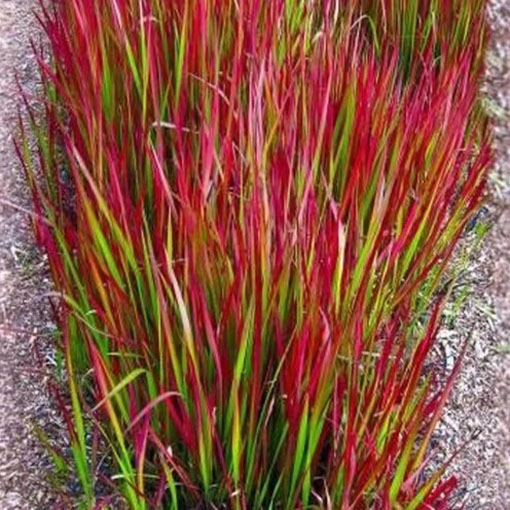 Trawa Red Baron, Imperata cylindrica Red Baron