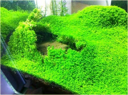 Trawa wodna akwariowa Glossostigma Glossostigma Hemianthus Callitrichoides