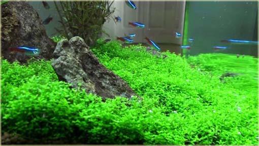 Trawa wodna akwariowa Glossostigma Glossostigma Hemianthus Callitrichoides