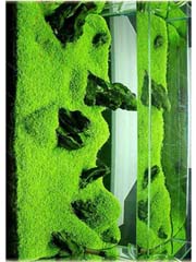 Trawa wodna akwariowa Glossostigma Glossostigma Hemianthus Callitrichoides
