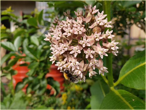 bylina Trojeść amerykańska miododajna, Asclepias syriaca