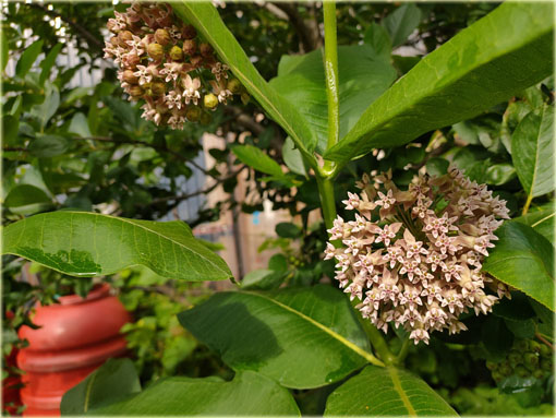 bylina Trojeść amerykańska miododajna, Asclepias syriaca