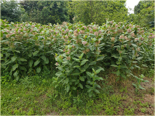 bylina Trojeść amerykańska miododajna, Asclepias syriaca