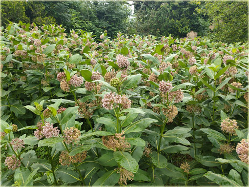 bylina Trojeść amerykańska miododajna, Asclepias syriaca