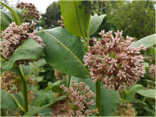 bylina Trojeść amerykańska miododajna, Asclepias syriaca