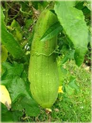 Trukwa, gąbczak jadalne pnącze super smaczne