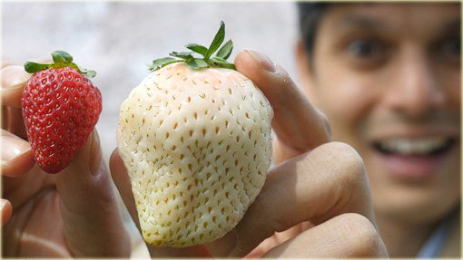 Truskawka biała olbrzymia