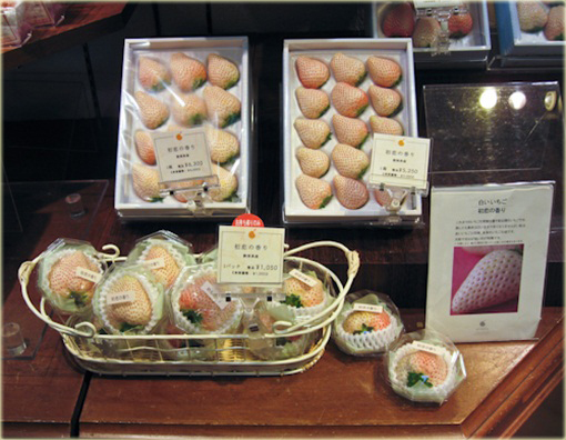 Truskawka biała olbrzymia