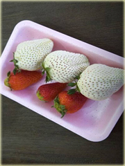 Truskawka biała olbrzymia