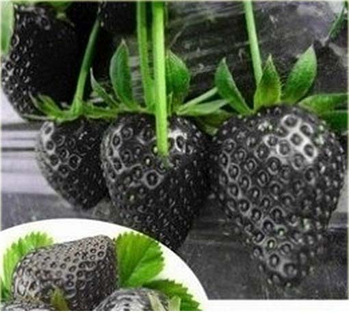 Truskawka czarna
