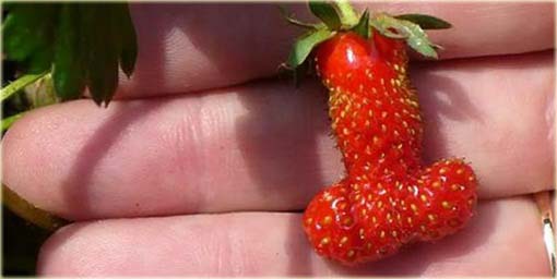 Truskawka czerwony penis