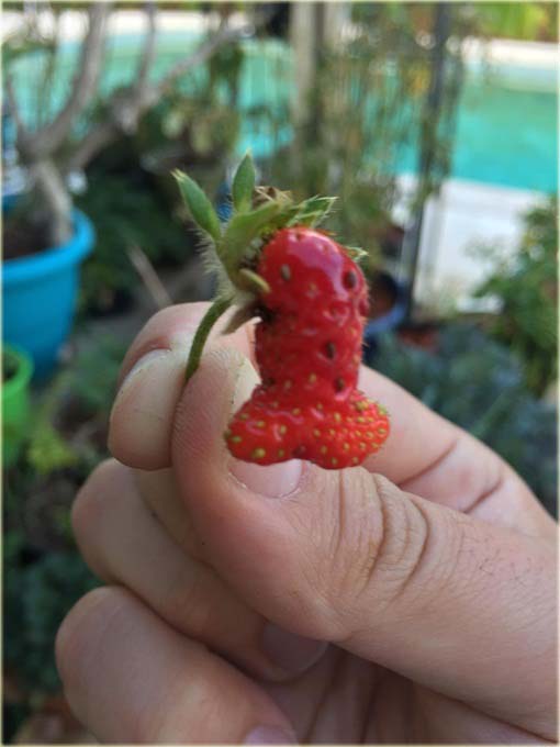 Truskawka czerwony penis