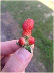 Truskawka czerwony penis