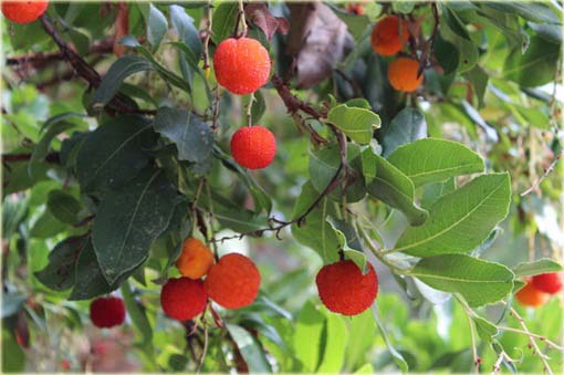 Truskawka, drzewo truskawkowe