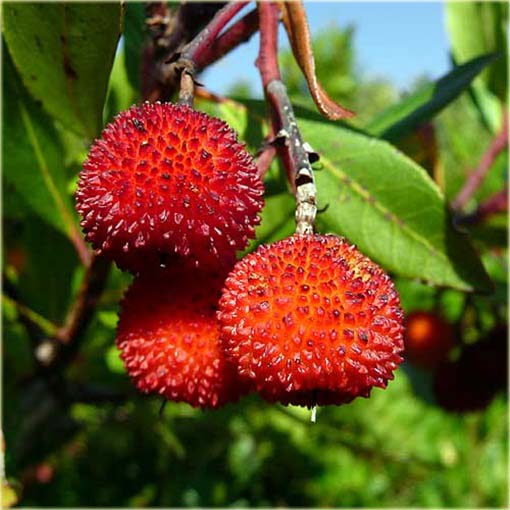 Truskawka, drzewo truskawkowe