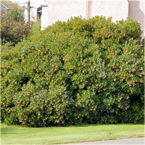 Truskawka, drzewo truskawkowe