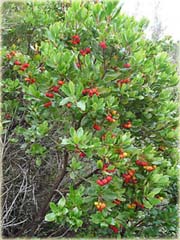 Truskawka, drzewo truskawkowe