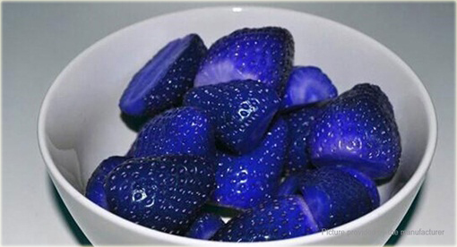 Truskawka niebieska HIT LATA!