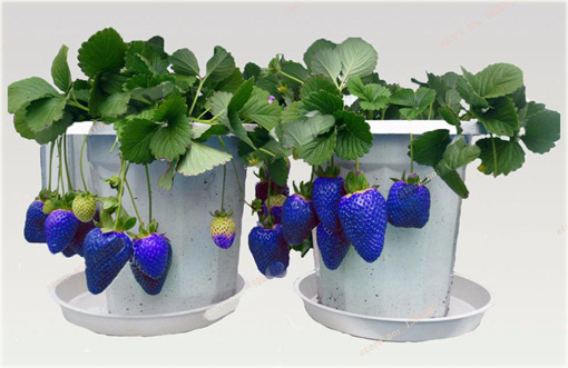 Truskawka niebieska HIT LATA!