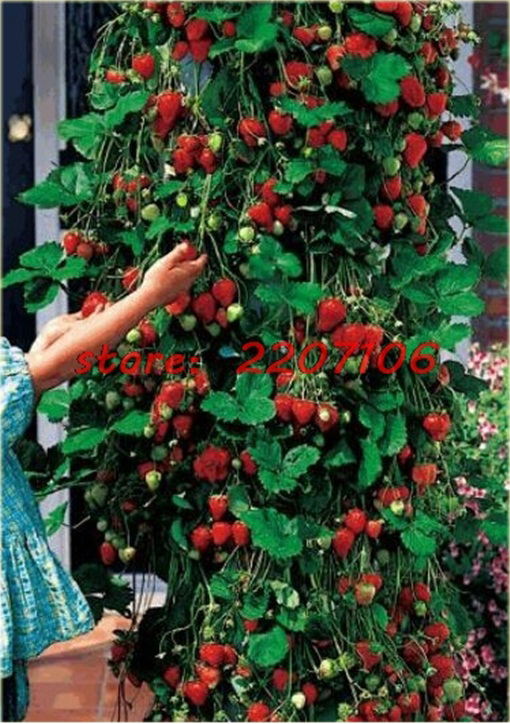 Truskawka pnąca Czerwona wspinaczka