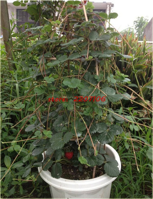 Truskawka pnąca Czerwona wspinaczka