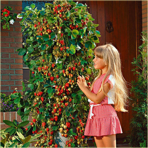 Truskawka pnąca Czerwona wspinaczka