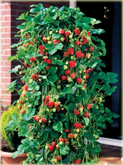 Truskawka pnąca Czerwona wspinaczka