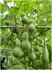 Tykwa butelkowa Gurda