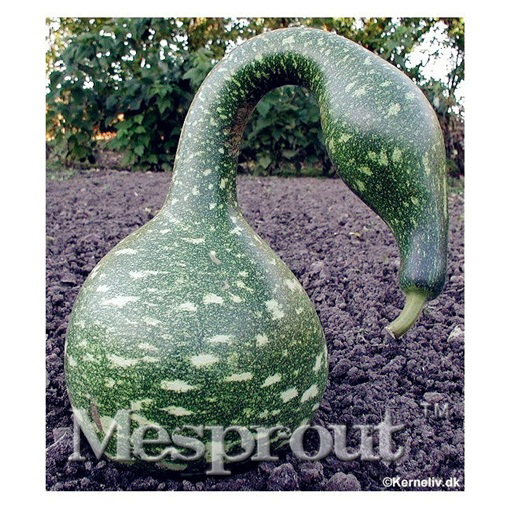 Tykwa butelkowa Swan Specked zielona jadalna i ozdobna