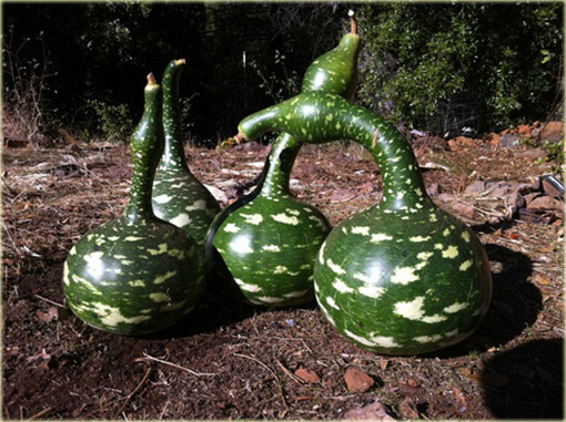 Tykwa butelkowa Swan Specked zielona jadalna i ozdobna