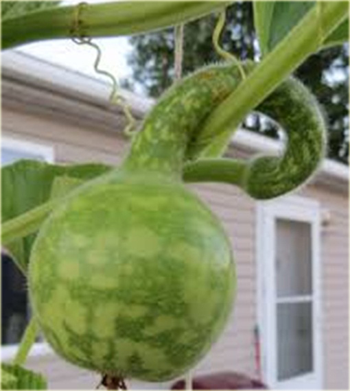 Tykwa butelkowa Swan Specked zielona jadalna i ozdobna