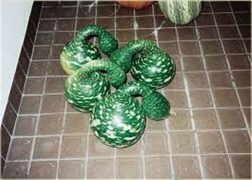 Tykwa butelkowa Swan Specked zielona jadalna i ozdobna