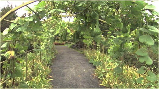 Tykwa butelkowa Swan Specked zielona jadalna i ozdobna