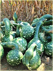 Tykwa butelkowa Swan Specked zielona jadalna i ozdobna