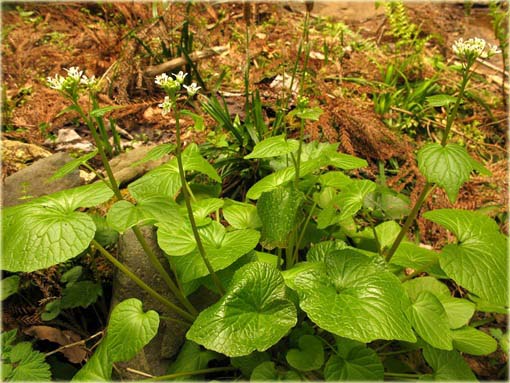 Wasabi, chrzan japoński