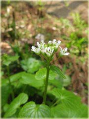 Wasabi, chrzan japoński
