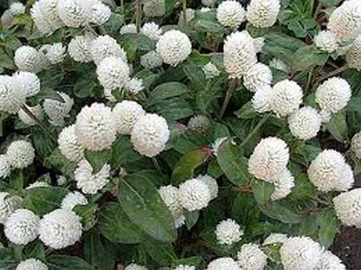 Wiecznik Gomfrena biały Gomphrena globosa