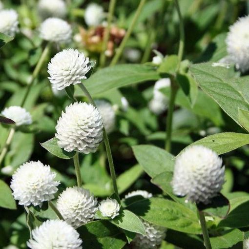 Wiecznik Gomfrena biały Gomphrena globosa