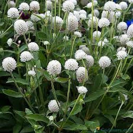 Wiecznik Gomfrena biały Gomphrena globosa
