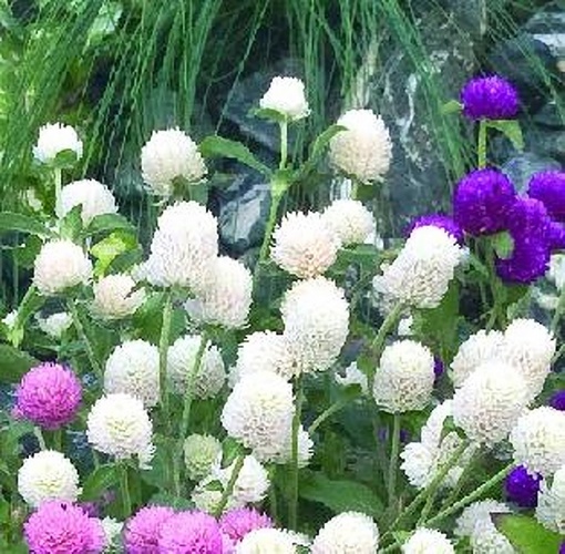 Wiecznik Gomfrena biały Gomphrena globosa